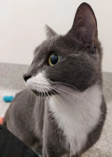 Victoria 3 years old female