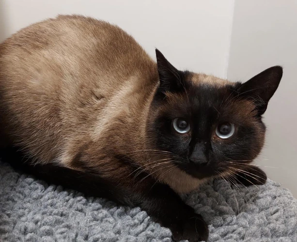 Wispa 1 year old female