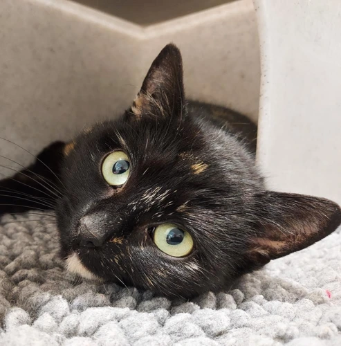 Fudge 1 year old female