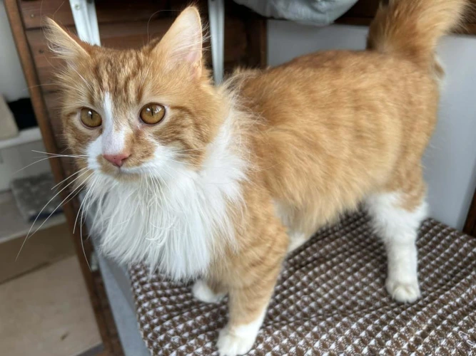 Gin      Gingerbread