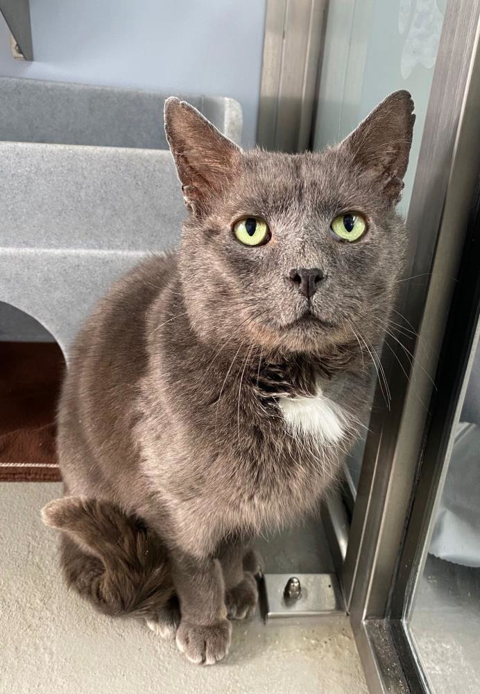 Archie — Domestic Cat