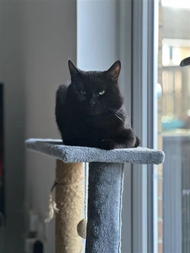 George Meowchael