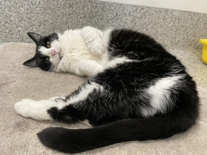 Fifi with Fidel 15yr Female INDOOR ONLY