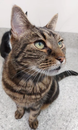 Fidel with Fifi 14yr Male INDOOR ONLY