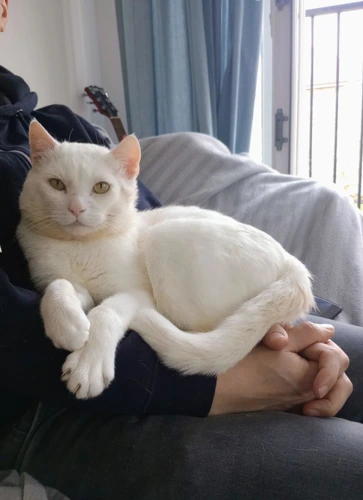 Mickey 4 Year Old Male