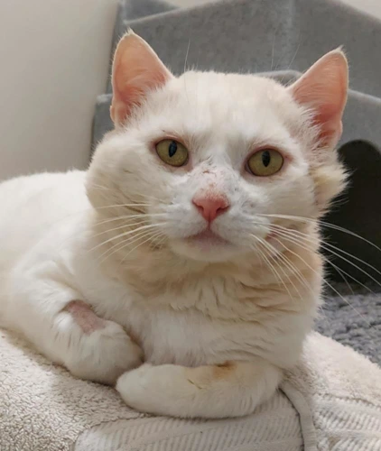 Mickey 4 Year Old Male