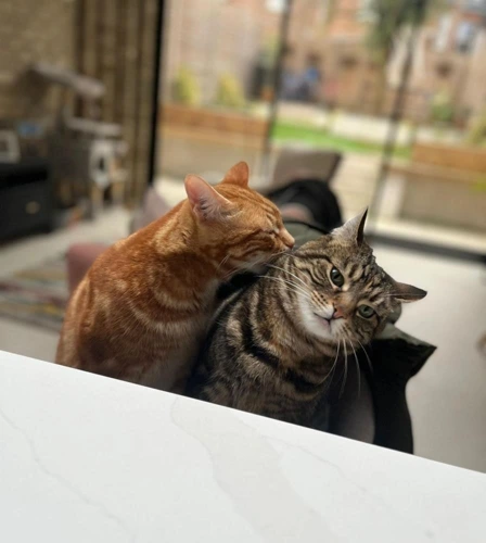 H2H Thierry and Iana 5y old brother and sister