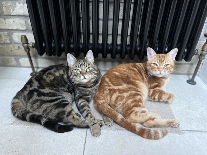 H2H Iana and Thierry  5y old sister and brother