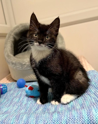 Betty White Whiskers