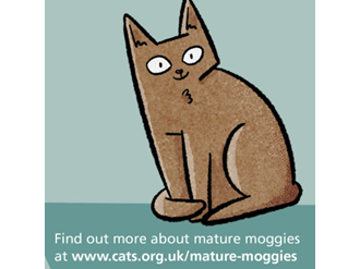 Mature moggies are magnificent — Domestic Cat
