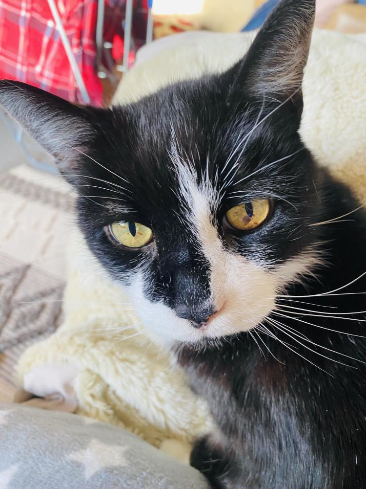 Sonny — Domestic Cat