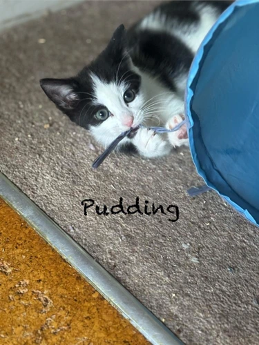 Kitten Pudding