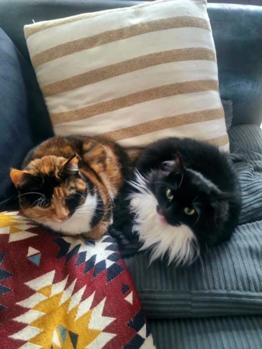 Fluffles