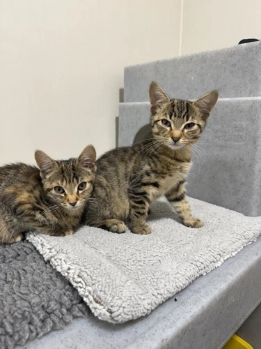 Kittens