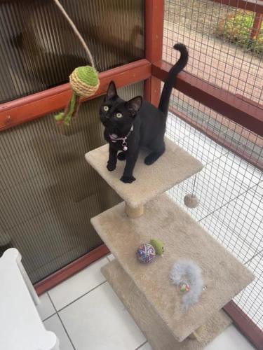 Sooty