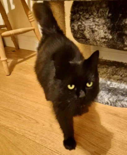 Miss Fluffy Pants