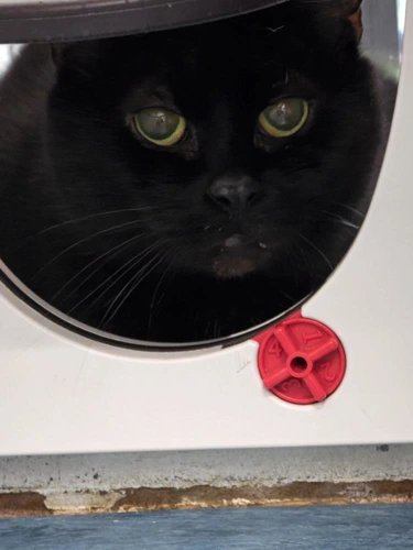 Penelope