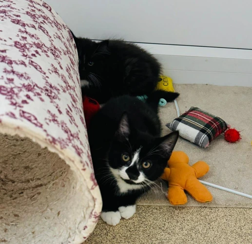 Cats Protection Halifax, Huddersfield & Wakefield Branch