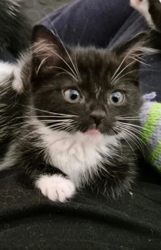 Tzatziki