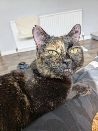 Evie
