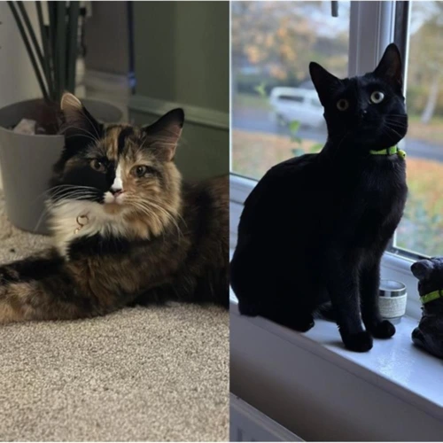 Maggie and Maple
