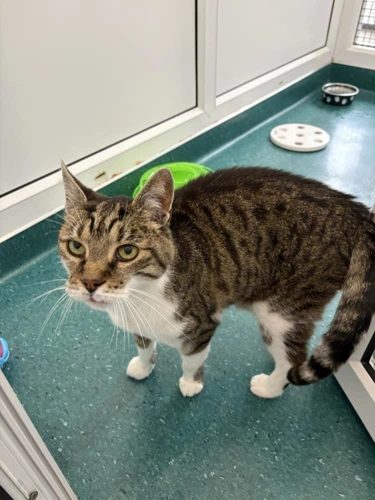 Tabby