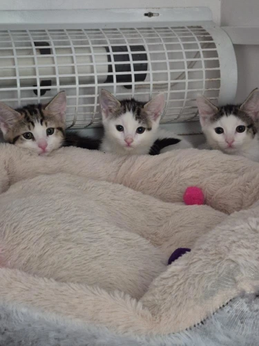 Kitten Starburst