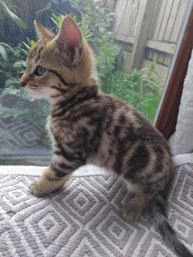 Biscuit