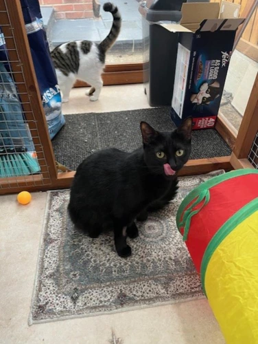 Binx