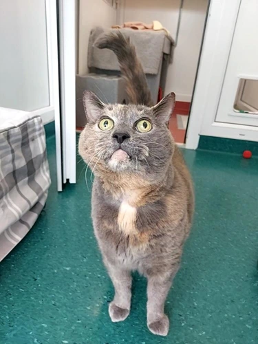 Taz