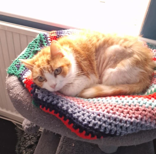 Toffee
