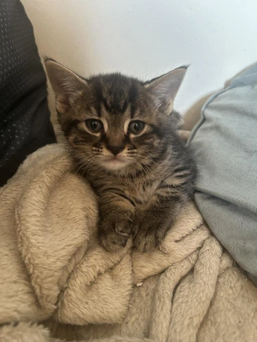 Smeagol