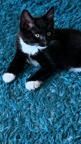 Galli  Kitten