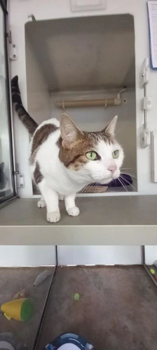 Suzi