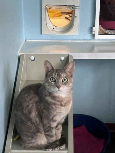 Nala