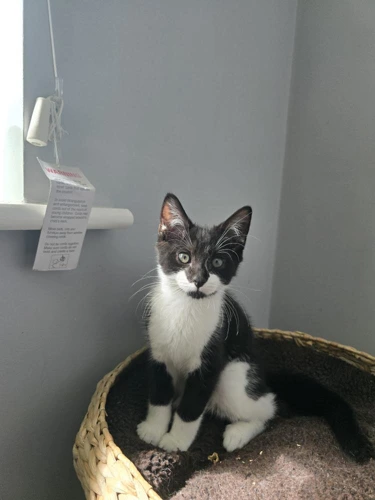Loki