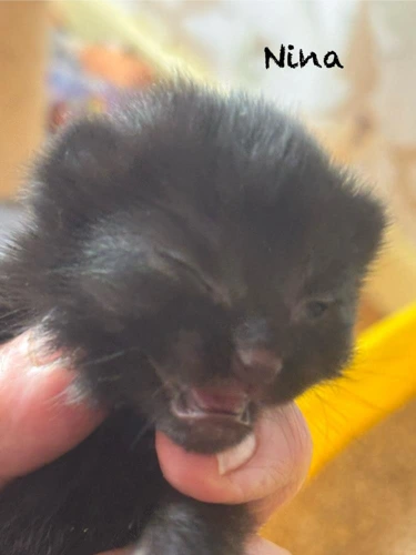 Kitten  Nina
