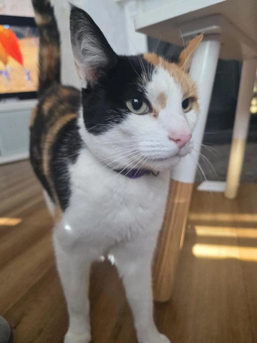 Callie