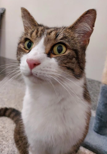 Aerys 9 Year Old Male