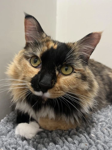 Cookie 2 Year Old Female