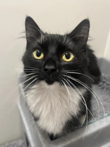 Pickle 10 Month Old Female