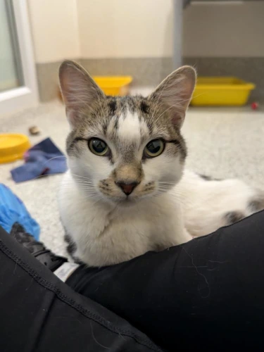 Robbie 1 Year Old Male