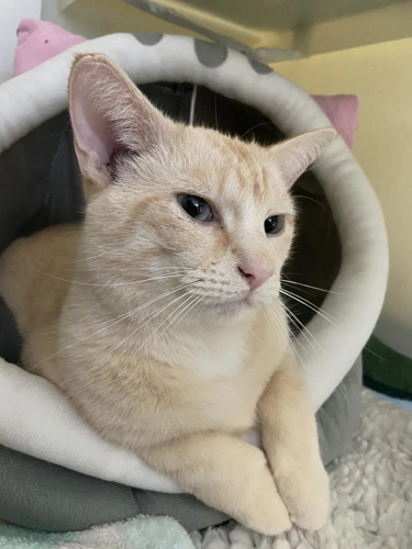 Otis