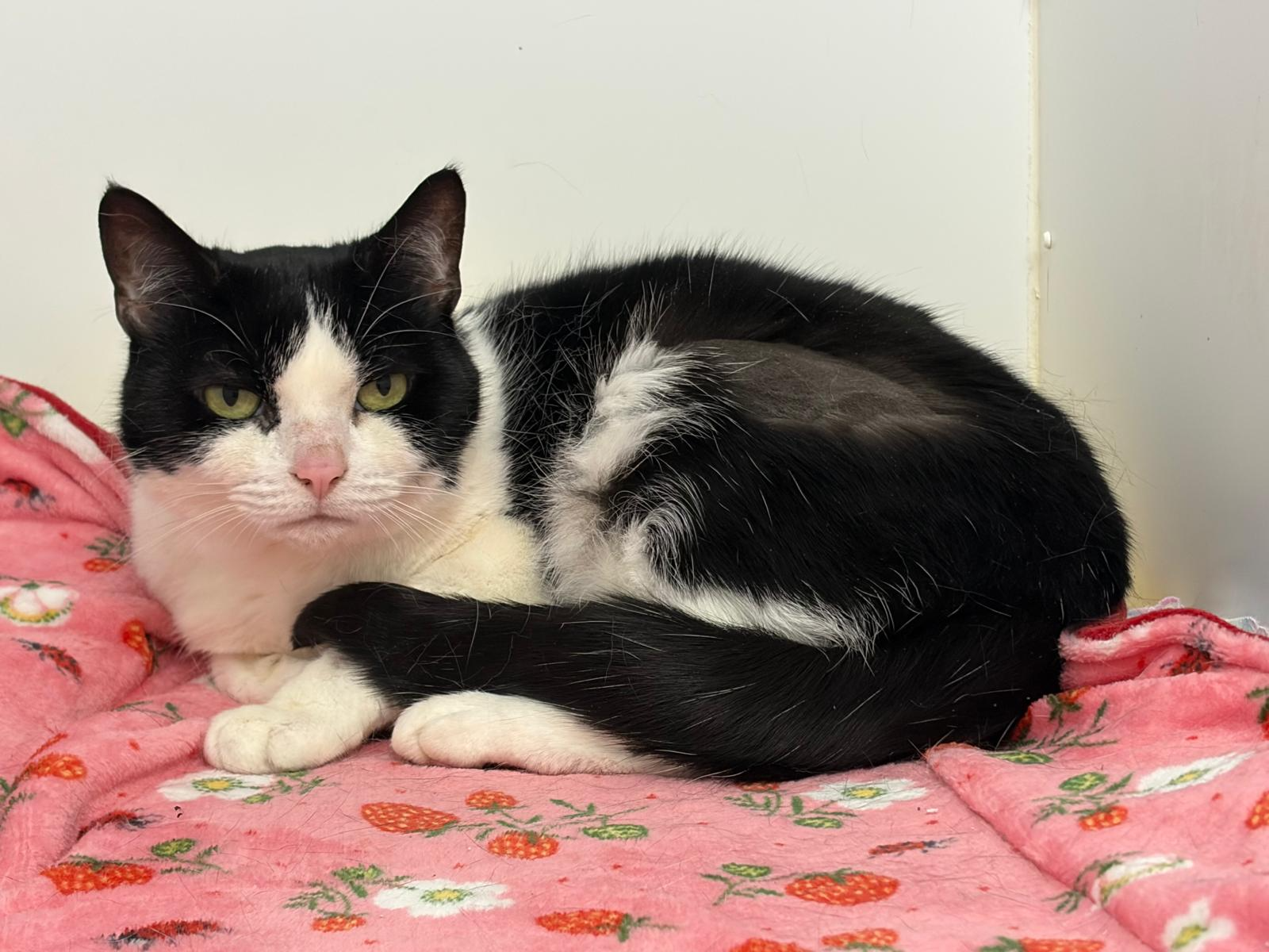 Lulu — Domestic Cat