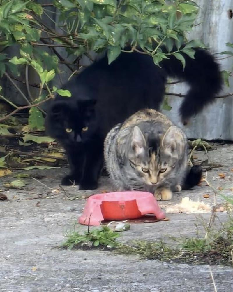 Feral cats — Domestic Cat