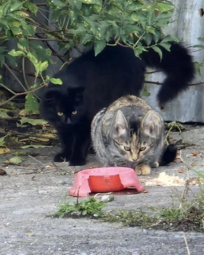 Feral cats
