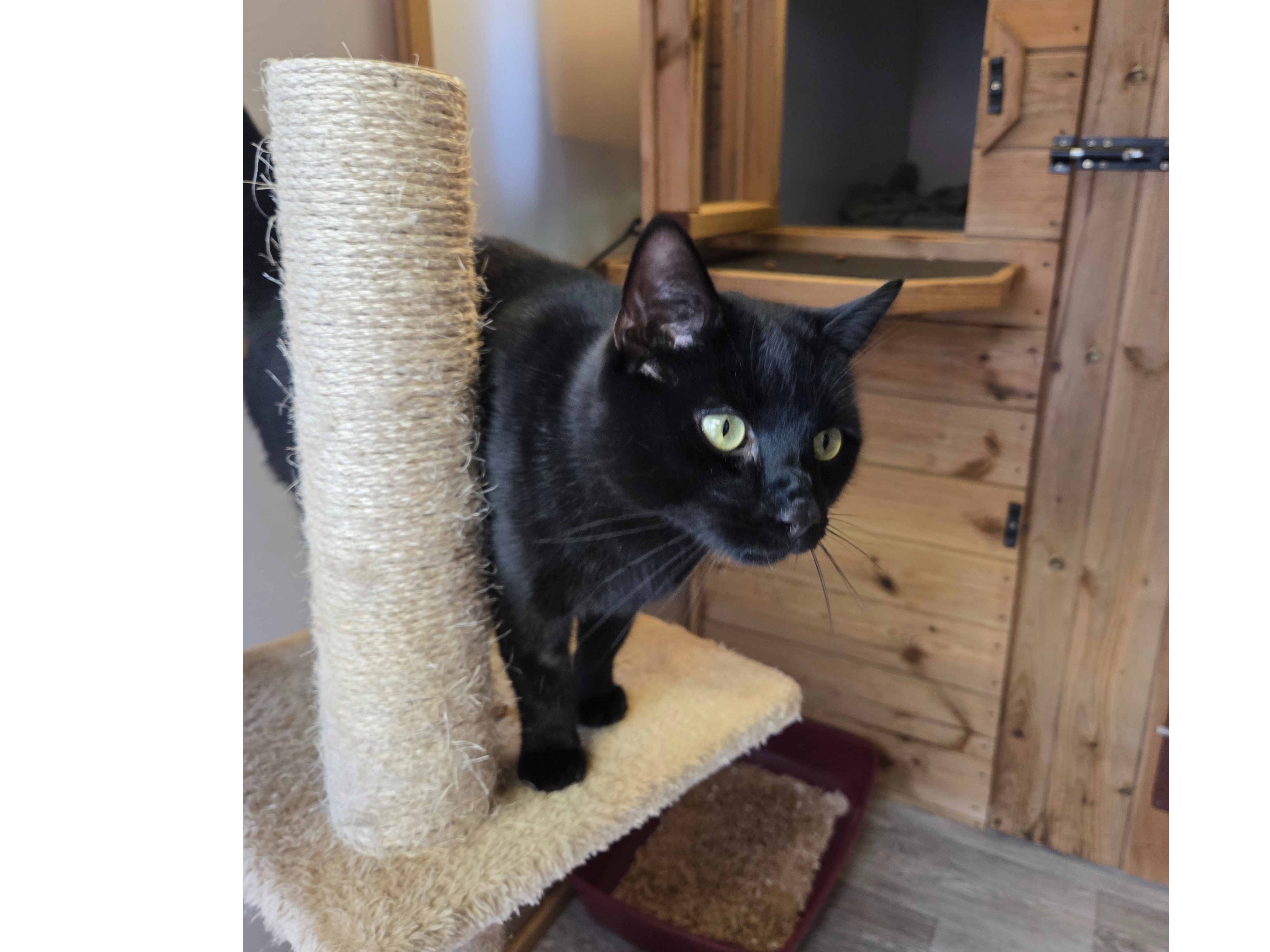 Jinxie — Domestic Cat