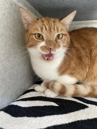 Peanut