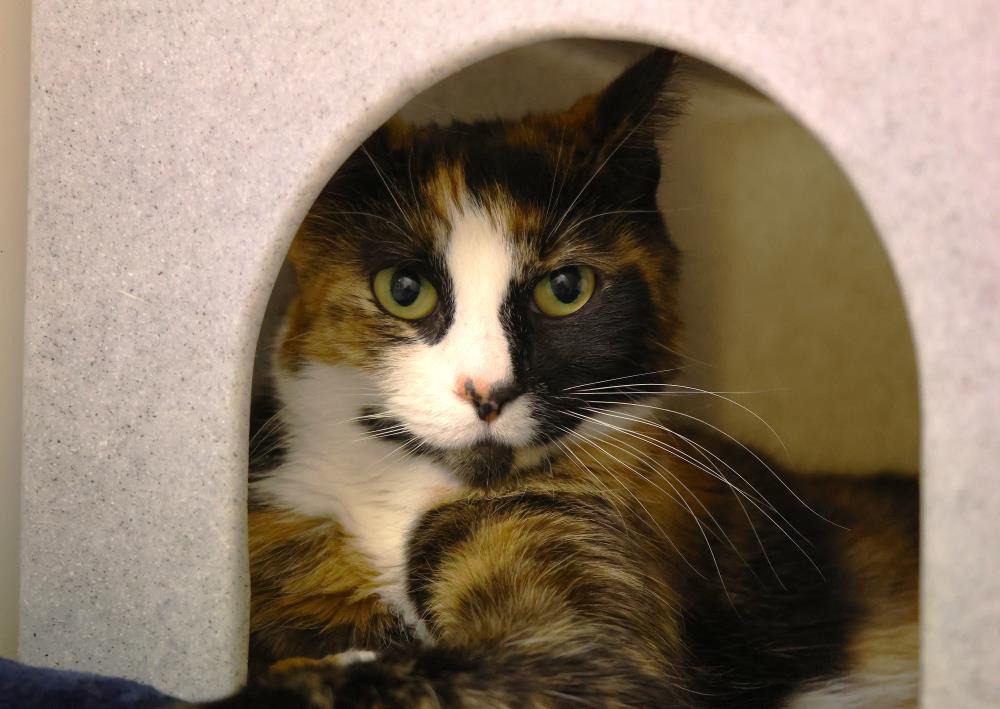 Penny — Domestic Cat