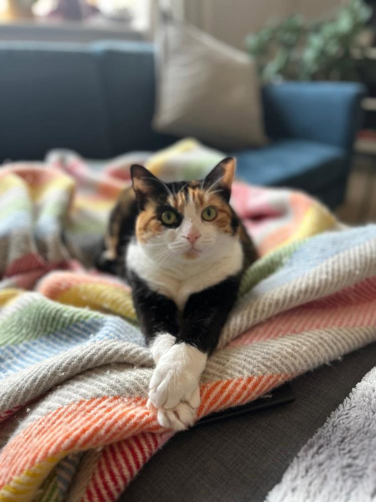 Luna — Domestic Cat